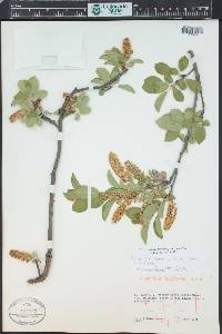 Prunus virginiana var. demissa image