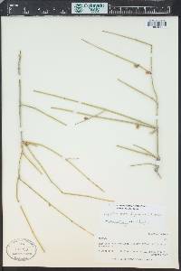 Ephedra aspera image