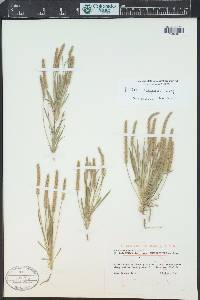 Plantago patagonica image