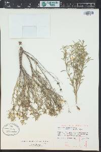 Oenothera serrulata image