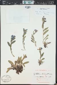 Mertensia oblongifolia image