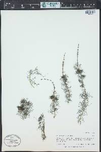 Myriophyllum spicatum image