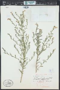 Lithospermum multiflorum image