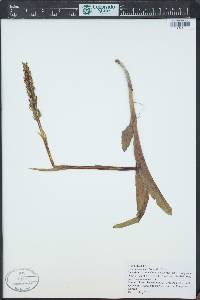 Platanthera hyperborea image