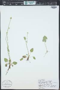 Parnassia palustris image