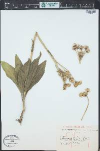 Senecio integerrimus image