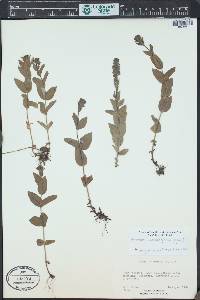 Veronica wormskjoldii image