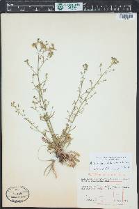 Aliciella pinnatifida image