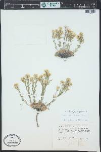 Draba streptocarpa image