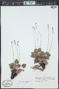 Heuchera parvifolia image