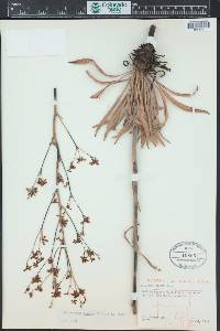 Eriogonum alatum image