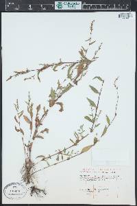 Persicaria hydropiper image