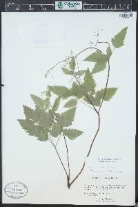 Penstemon whippleanus image
