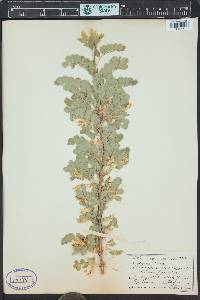 Caragana arborescens image