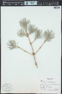 Picea engelmannii image