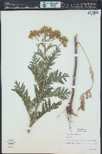 Tanacetum vulgare image