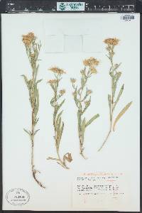 Symphyotrichum ascendens image