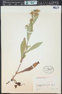 Symphyotrichum foliaceum image