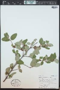 Shepherdia canadensis image