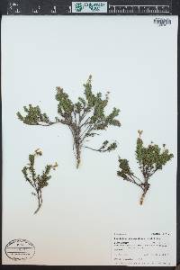 Phyllodoce glanduliflora image