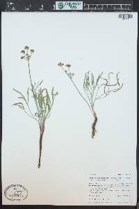 Lomatium simplex var. simplex image