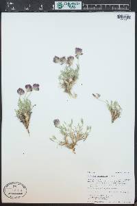 Trifolium dasyphyllum image