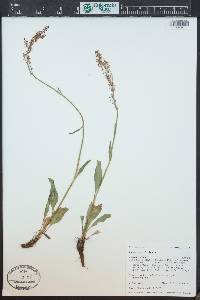 Rumex paucifolius image