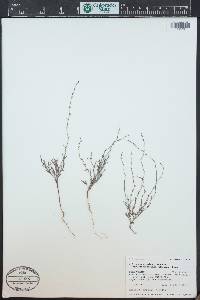 Polygonum douglasii image