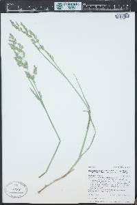 Torreyochloa pallida image