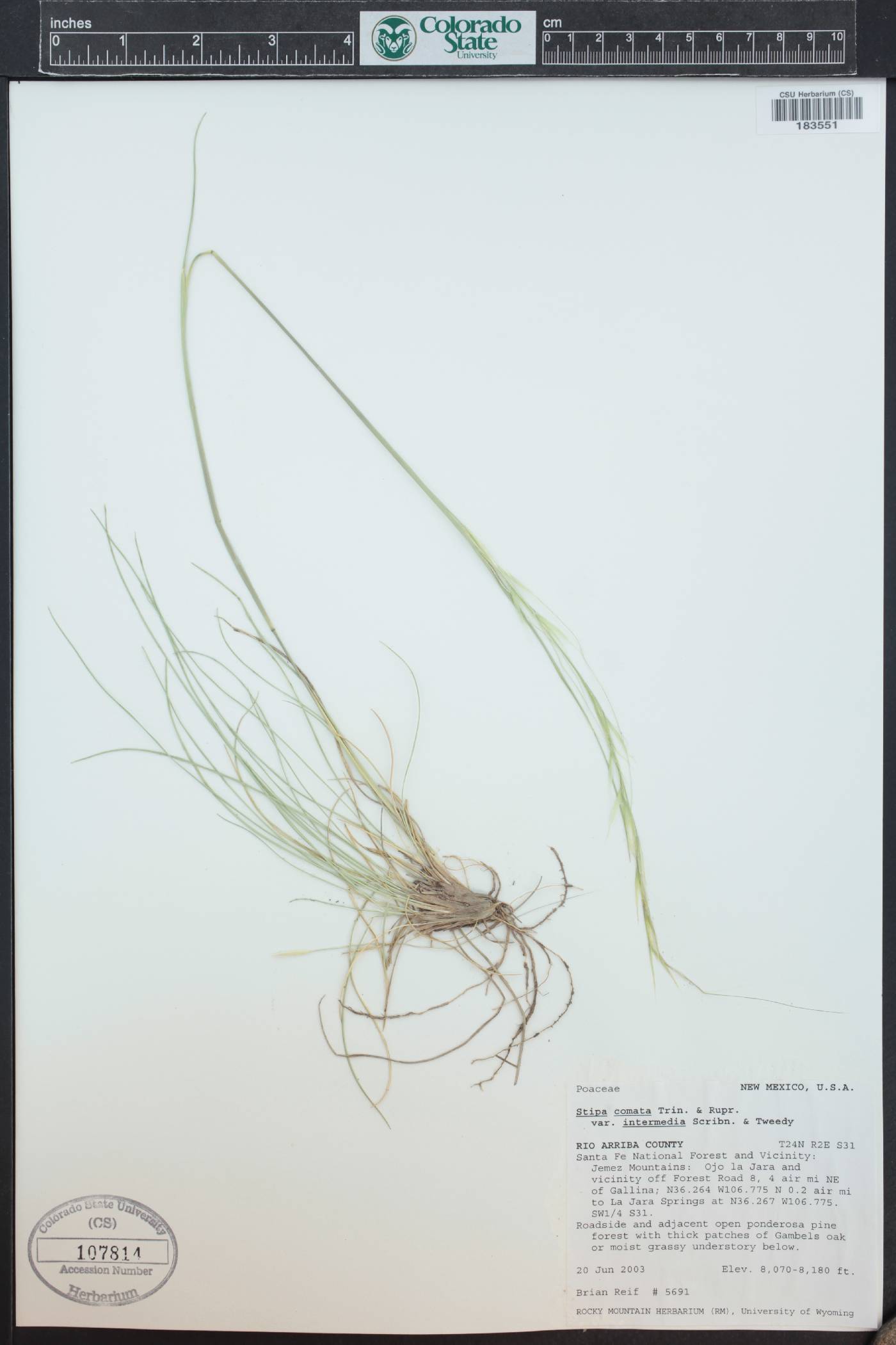 Hesperostipa comata subsp. intermedia image