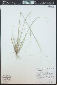 Hesperostipa comata image