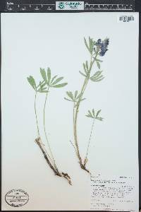 Lupinus wyethii subsp. wyethii image