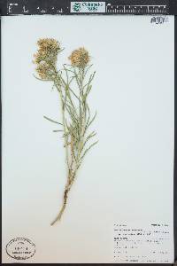 Ericameria nauseosa var. graveolens image