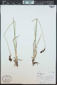 Carex epapillosa image