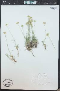 Eremogone congesta image