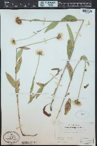 Erigeron coulteri image