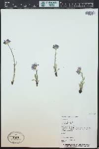 Erigeron grandiflorus image