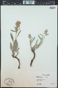 Phacelia heterophylla image