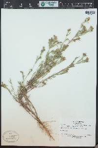 Dyssodia papposa image