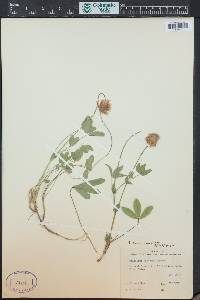 Trifolium longipes image