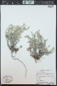 Artemisia frigida image