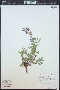 Hedysarum occidentale image