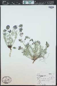 Astragalus miser var. decumbens image