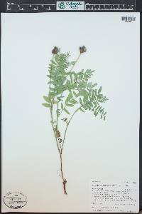 Astragalus agrestis image