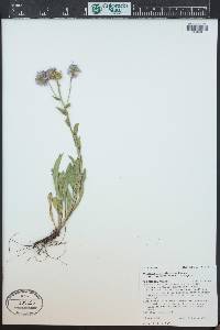 Erigeron formosissimus image