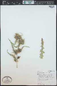 Cirsium parryi image