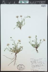 Erigeron tracyi image