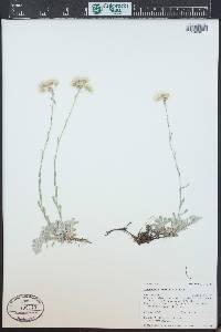 Antennaria umbrinella image