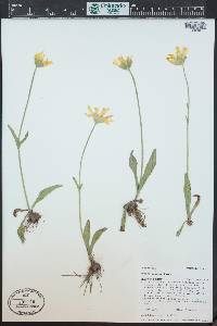 Arnica fulgens image