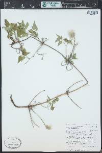 Clematis columbiana image